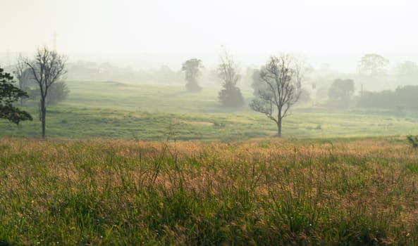 Wild grass with golden  hours in the morning sunrise