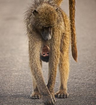 Chacma Baboon (Papio ursinus) mother and baby heading out for the day's foraging