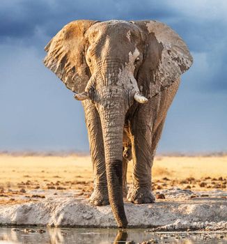 Beautiful Elephant  in national park