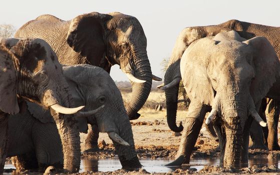 Beautiful Elephant  in national park