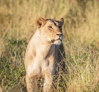 Beautiful lioness in the nature