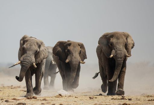 Beautiful Elephant  in national park