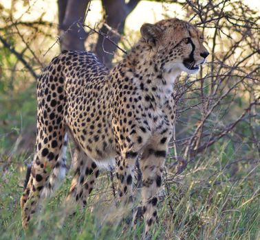 Beautiful cheetah in Wildlife