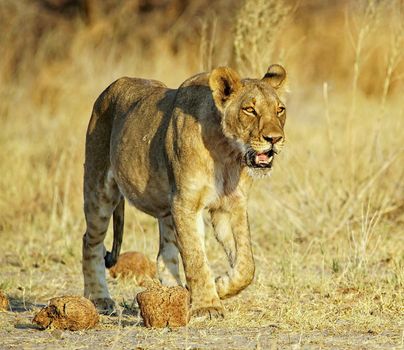 Beautiful lioness in the nature