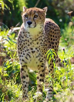 Beautiful cheetah in Wildlife