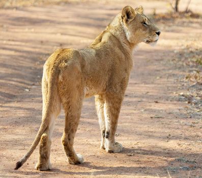 Beautiful lioness in the nature