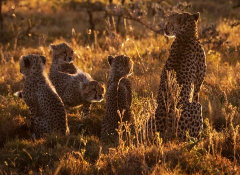 Beautiful cheetah in Wildlife