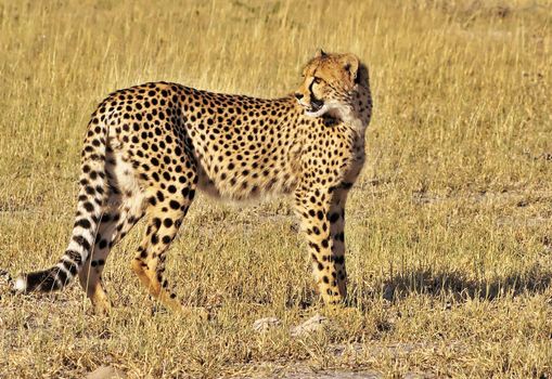 Beautiful cheetah in Wildlife