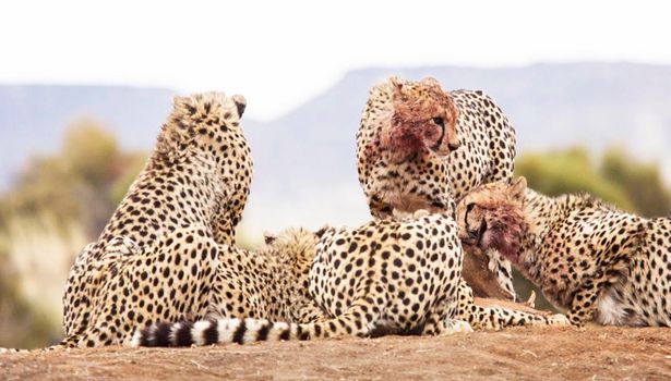 Beautiful cheetah in Wildlife