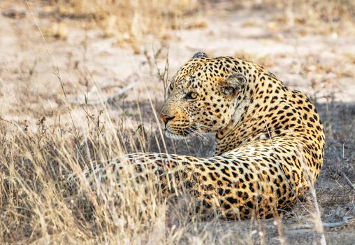 Beautiful cheetah in Wildlife