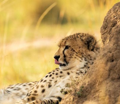 Beautiful cheetah in Wildlife