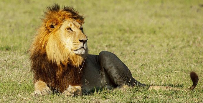 Beautiful lion in the nature