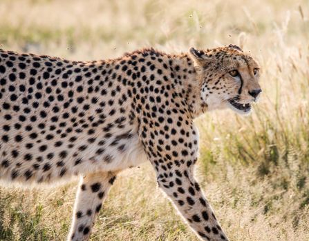 Beautiful cheetah in Wildlife