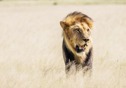 Beautiful lion in the nature