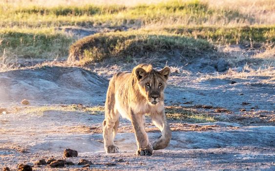 Beautiful lioness in the nature