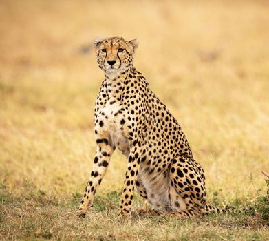 Beautiful cheetah in Wildlife