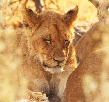 Beautiful lioness in the nature