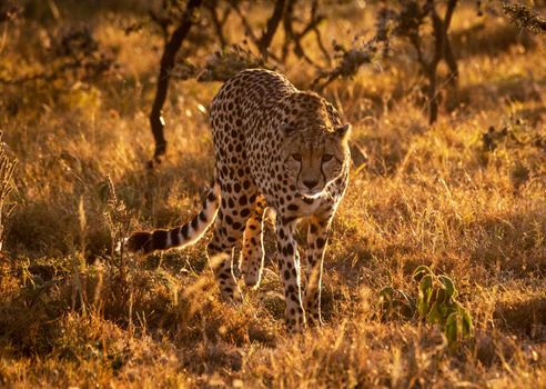 Beautiful cheetah in Wildlife