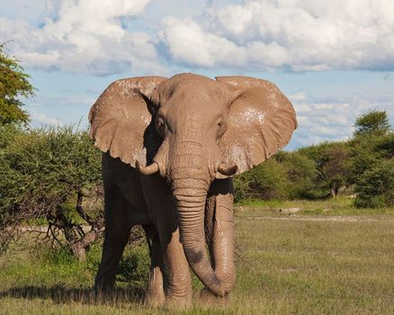 Beautiful Elephant  in national park