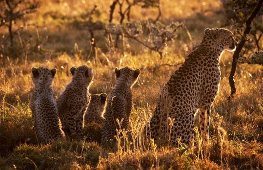 Beautiful cheetah in Wildlife