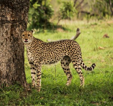 Beautiful cheetah in Wildlife