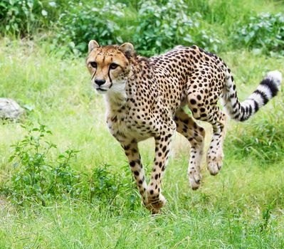 Beautiful cheetah in Wildlife