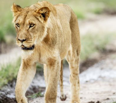 Beautiful lioness in the nature