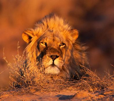 Beautiful lion in the nature