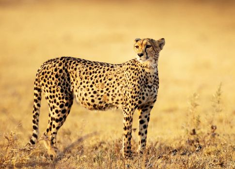 Beautiful cheetah in Wildlife