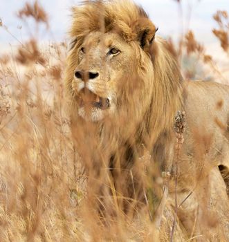 Beautiful lion in the nature