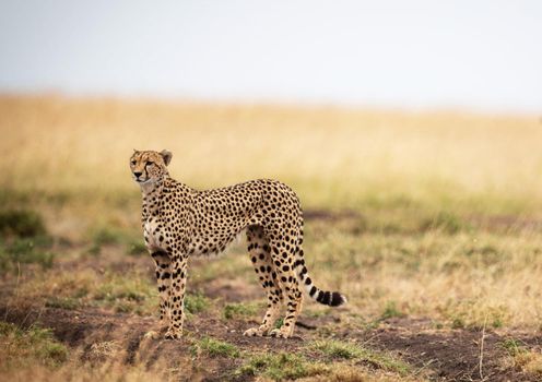 Beautiful cheetah in Wildlife