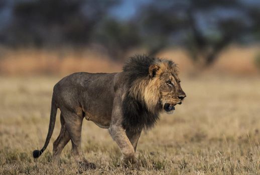 Beautiful lion in the nature