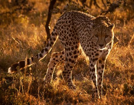 Beautiful cheetah in Wildlife