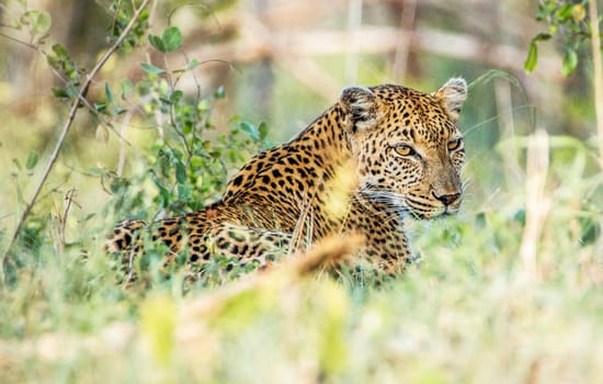 Beautiful portrait of a leopard