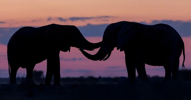 Beautiful Elephant  in national park