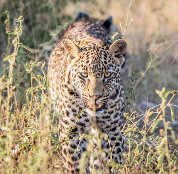 Beautiful portrait of a leopard