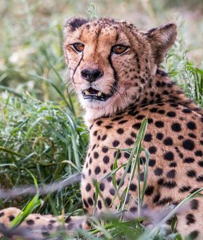 Beautiful cheetah in Wildlife