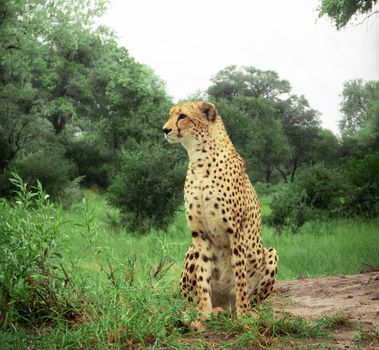 Beautiful cheetah in Wildlife