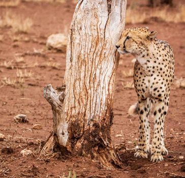 Beautiful cheetah in Wildlife