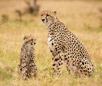 Beautiful cheetah in Wildlife