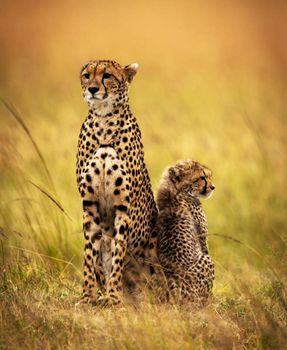 Beautiful cheetah in Wildlife