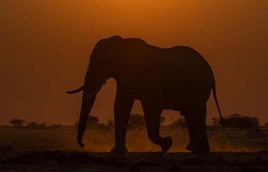 Beautiful Elephant  in national park