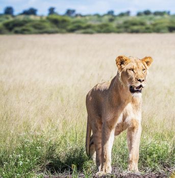 Beautiful lioness in the nature