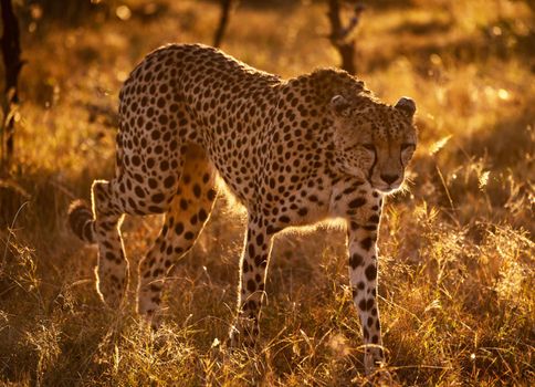 Beautiful cheetah in Wildlife