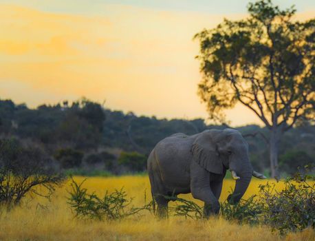 Beautiful Elephant  in national park