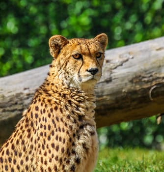 Beautiful portrait of a leopard