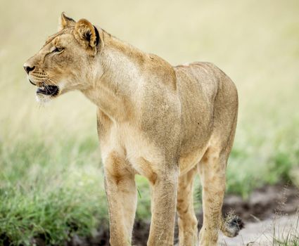 Beautiful lioness in the nature