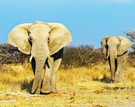 Elephant in Wildlife