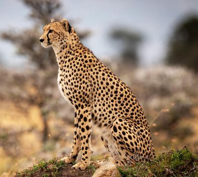 Beautiful cheetah in Wildlife