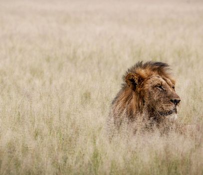 Beautiful lion in the nature